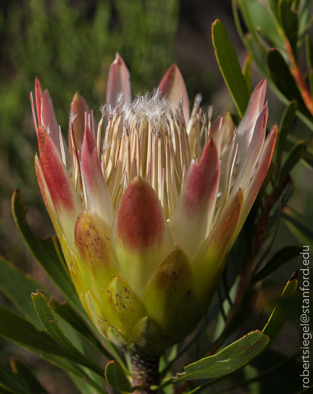 Table Mountain